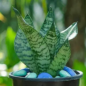 GOOD HOMES INDIA Snake Plant | Good Luck Snake Plant | Snake plant indoor live plant| Snake plant with pot | Office Desk Balcony | indoor plants for living room