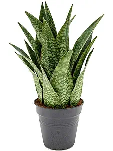 FOX & FERN Live Snake (Aubrytiana Dragon) Indoor Housing Plant | Includes Nursery Grower's Bag | Air Purifier Plant (Pack of 1)