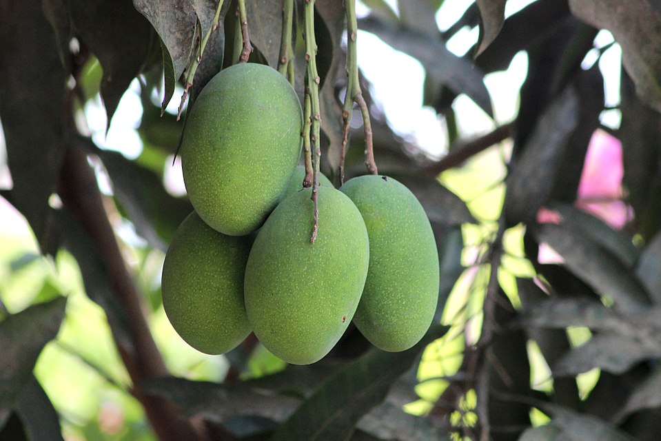 Premium Aamrupali Mango(4kg)