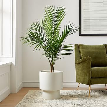 Areca Palm Indoor Plants for Living Room | Live Plants | Plants for Home | Air purifier plants | Plants for Home Decor For Home Farming Pack Of 1