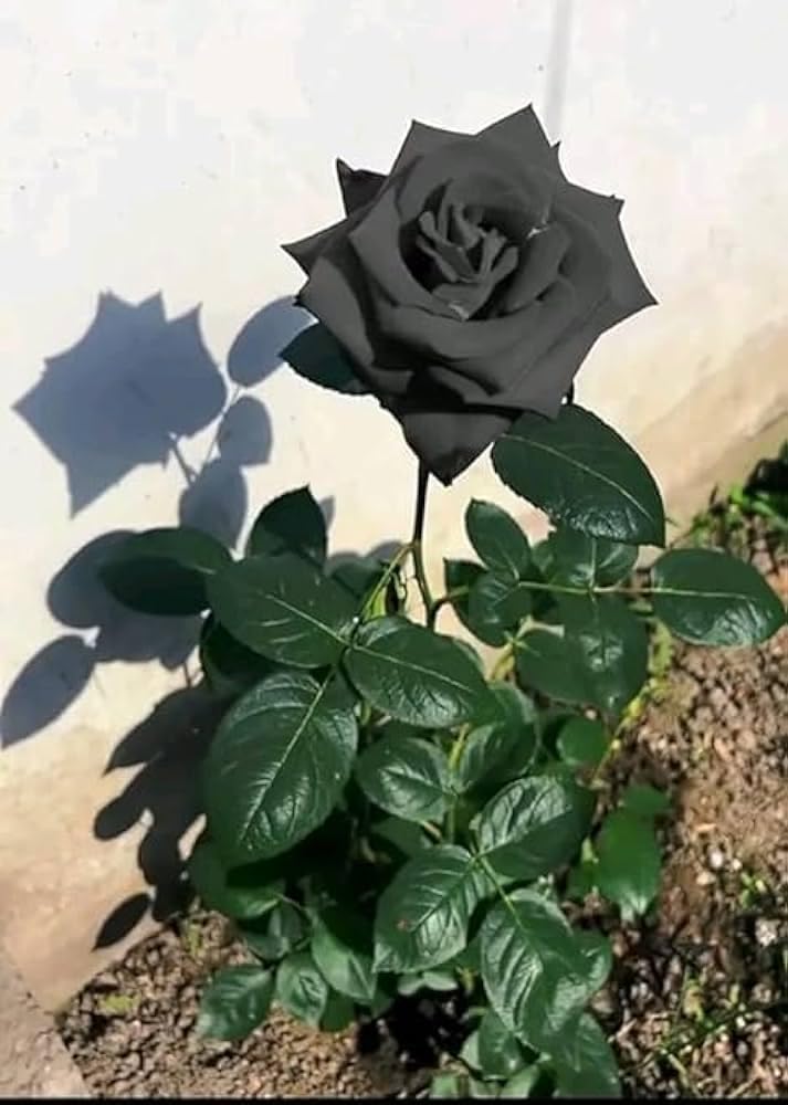 Black Rose (Multiple Colors)